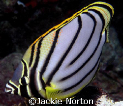 I love the markings of this butterfly fish. by Jackie Norton 